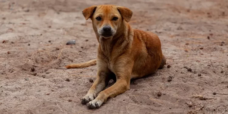 Vira-lata caramelo se torna expressão cultural de São Paulo