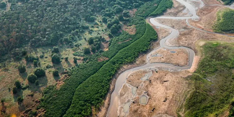 Dezesseis projetos concorrem em edital para restauração da Amazônia