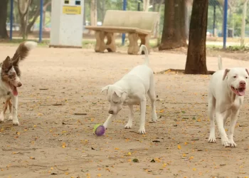 Estatuto dos Cães e Gatos prevê penas para quem maltratar animais