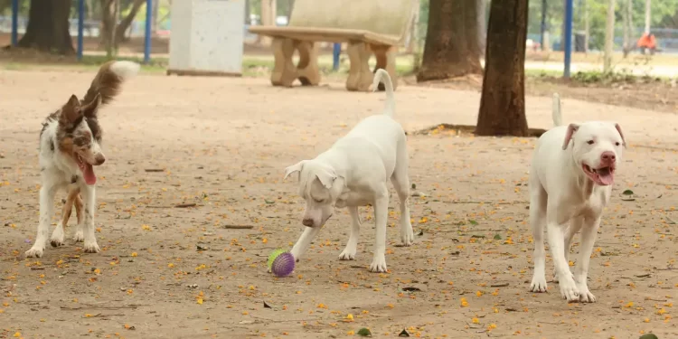 Estatuto dos Cães e Gatos prevê penas para quem maltratar animais