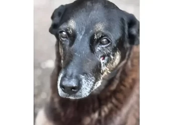 Hospital veterinário municipal passa a funcionar 24 horas em São Paulo