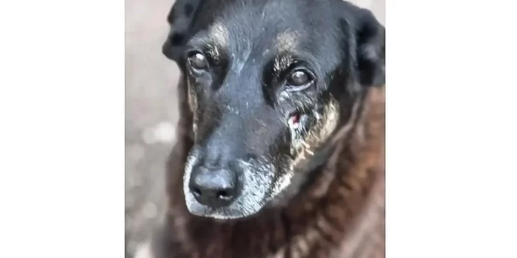 Hospital veterinário municipal passa a funcionar 24 horas em São Paulo