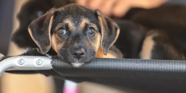 Saiba como educar crianças e adolescentes para respeitar os animais