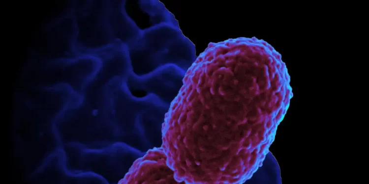 Hospital em Campinas restringe atendimento para conter superbactéria