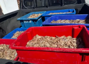 Pescadores são presos com 350 kg de camarão rosa no período do defeso