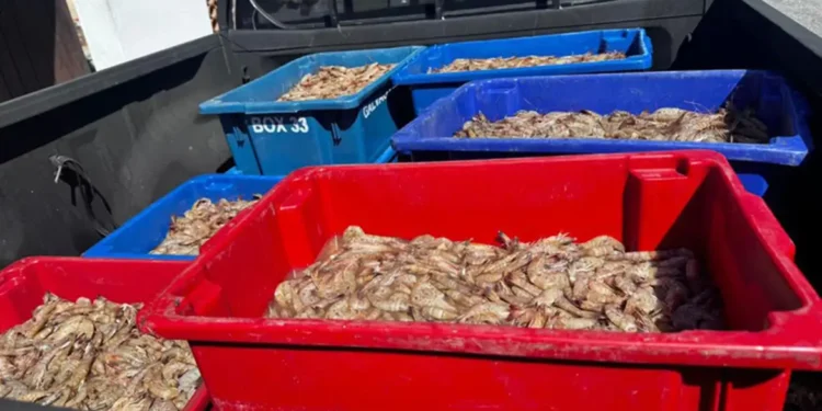 Pescadores são presos com 350 kg de camarão rosa no período do defeso