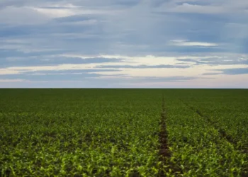 Fazenda estuda Fundo Garantidor para dívidas rurais