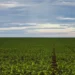 Fazenda estuda Fundo Garantidor para dívidas rurais