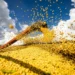 Conab: produção de grãos pode chegar a 358,6 milhões de toneladas