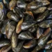 Mexilhões podem acumular microplásticos e transmiti-los a humanos