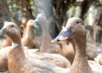 Entidades defendem projeto que proíbe alimentação forçada de animais