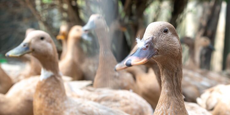 Entidades defendem projeto que proíbe alimentação forçada de animais