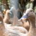 Entidades defendem projeto que proíbe alimentação forçada de animais