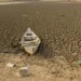 Brasil promete restaurar 163 mil km² de terras degradadas até 2030