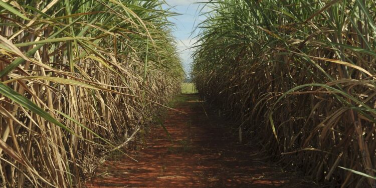 Conselho eleva limite de remuneração do Eco Invest Brasil