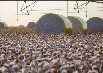 Entenda mudança no mapa que tirou Sorriso do topo da produção agrícola