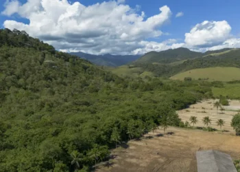 Agricultura avança 11 milhões de hectares em 41 anos na Mata Atlântica