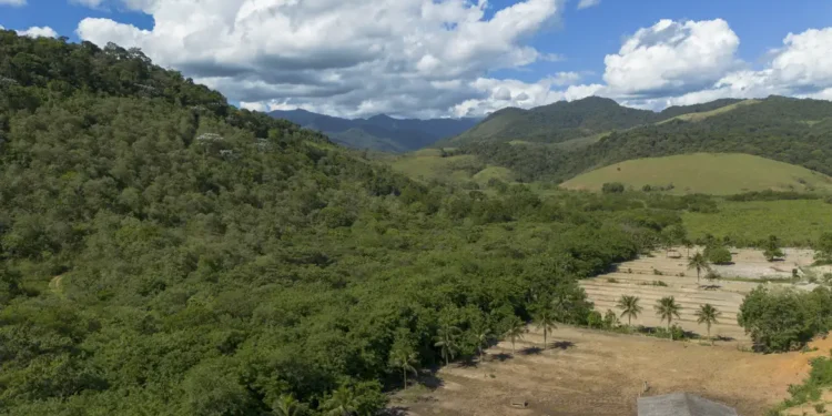 Agricultura avança 11 milhões de hectares em 41 anos na Mata Atlântica