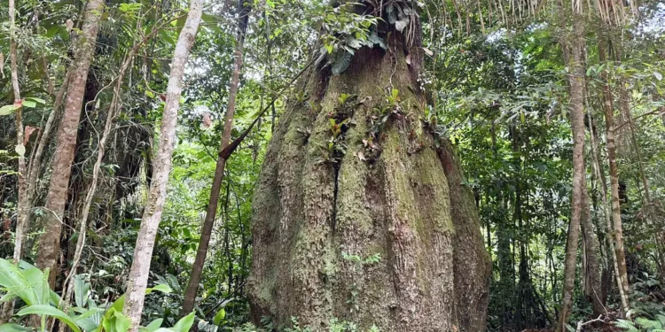 Amazonas ganha quatro reservas de desenvolvimento sustentável