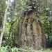 Amazonas ganha quatro reservas de desenvolvimento sustentável