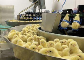 Investigação expõe trituração de pintinhos na indústria de ovos
